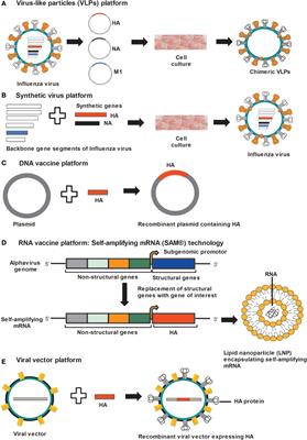 Frontiers | Novel Platforms For The Development Of A Universal ...